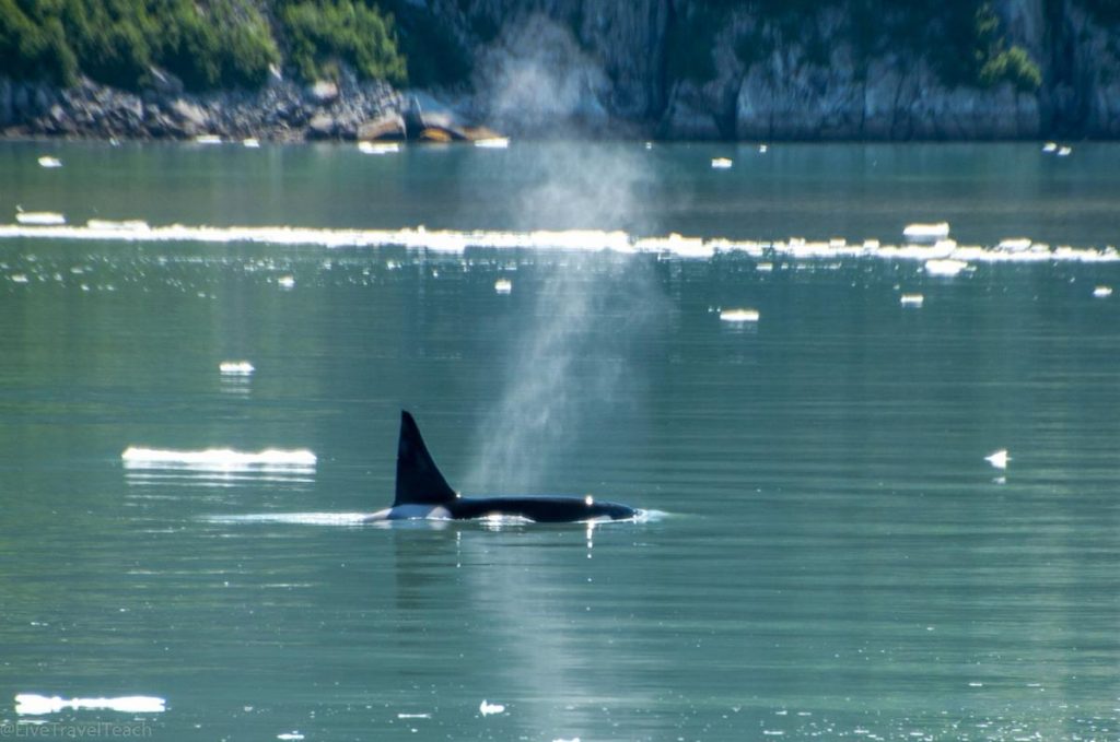 Things to Do in Seward, Alaska Whale swimming in icy water