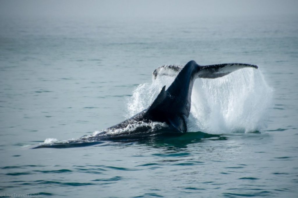 Things to Do in Seward, Alaska Whale Watching in Seward, Alaska