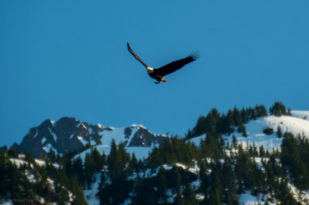 Things to Do in Seward, Alaska Eagle flying above Kenai Fjords National Park