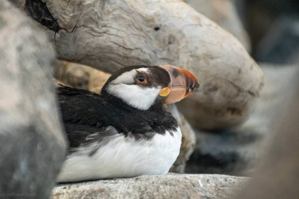 Things to Do in Seward, Alaska Close-up of a puffin bird
