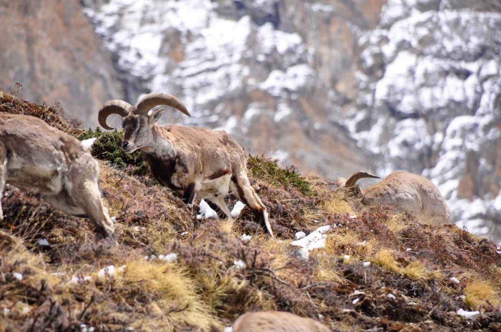 A group of bharal (blue sheep) on a rocky landslide zone