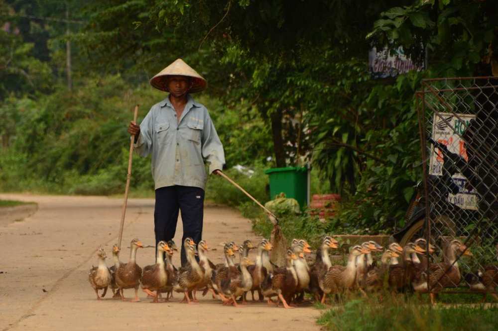 Places to See in Vietnam Man wearing traditional Vietnamese clothing holding a group of ducks