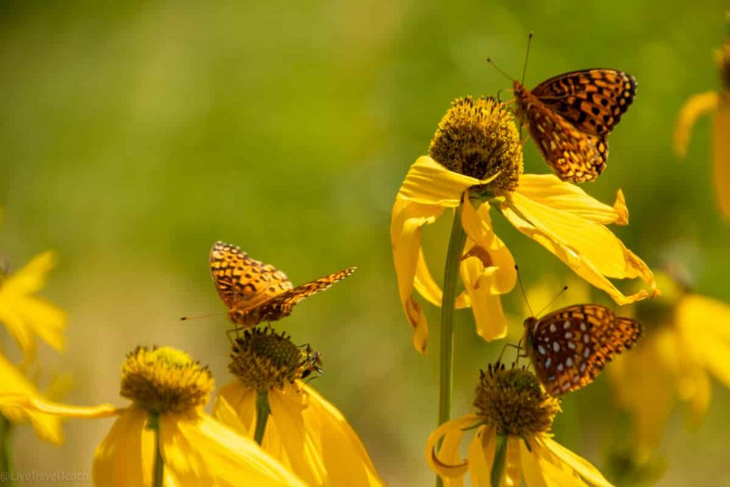 Great Spangled Fritillary butterflies
