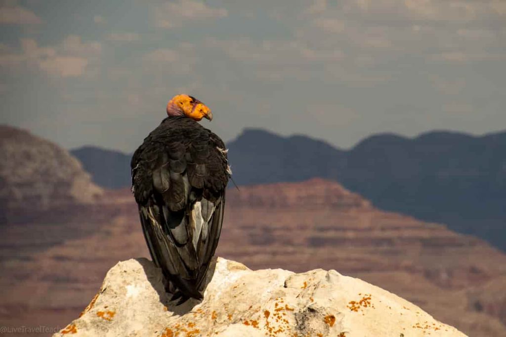 California Condor