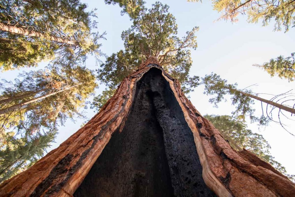 Giant Sequoia tree