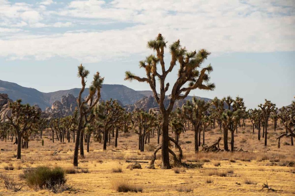 Joshua Tree National Park